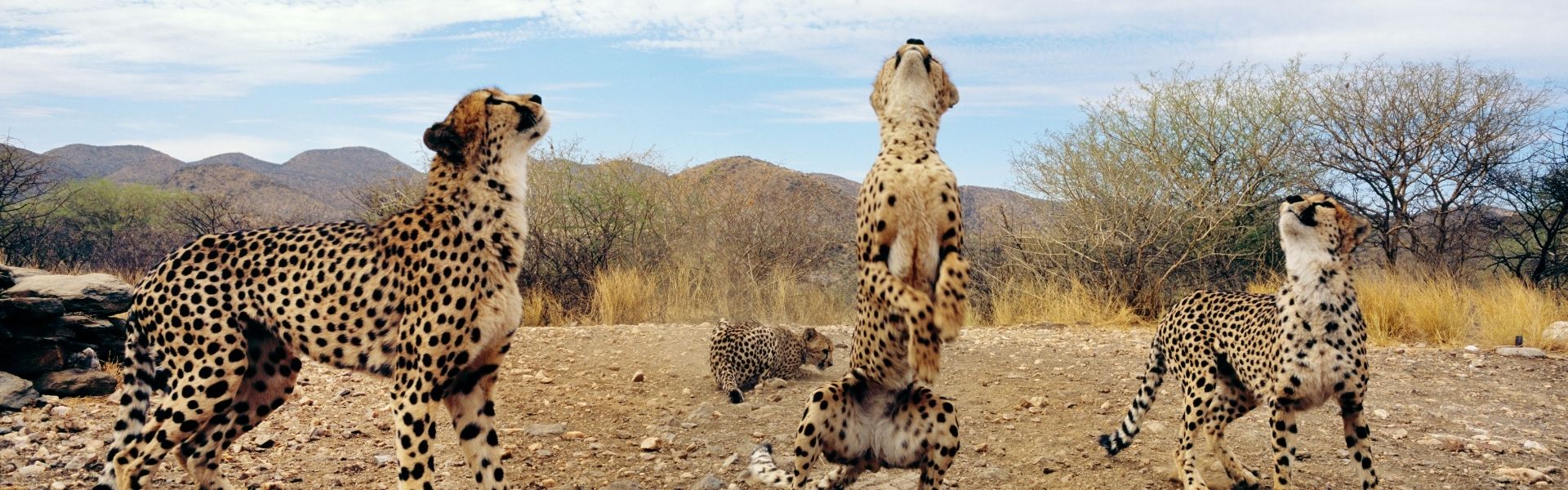 Wildlife And Heritage In Ranthambore And Jaipur