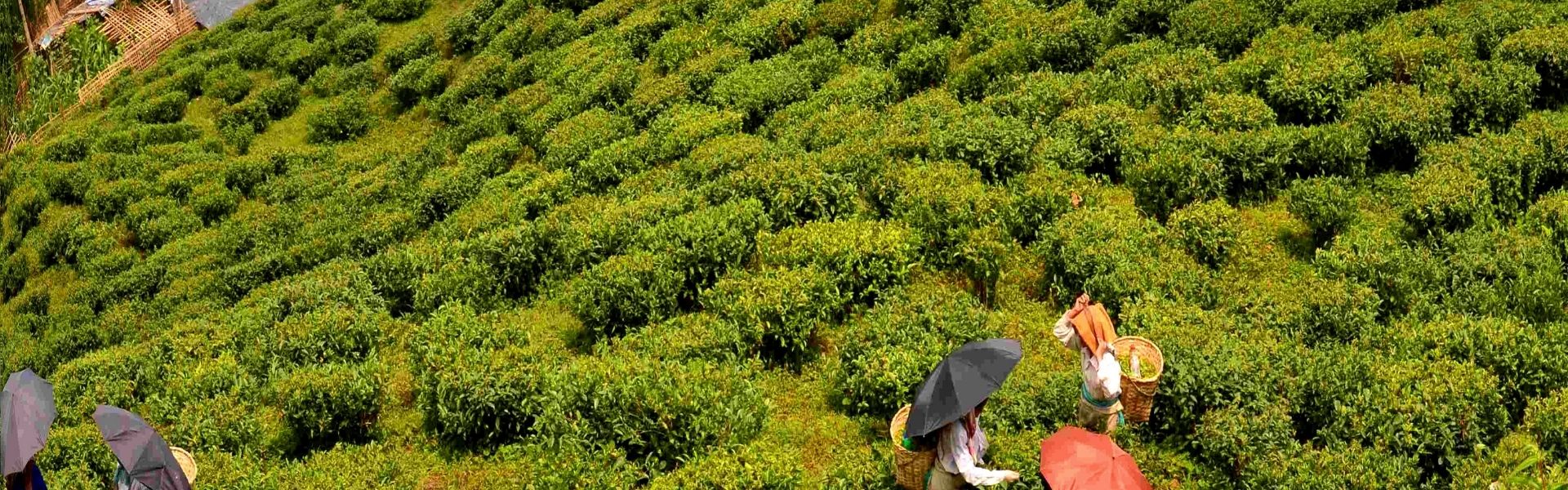 Tea Trails And Toy Train Experience